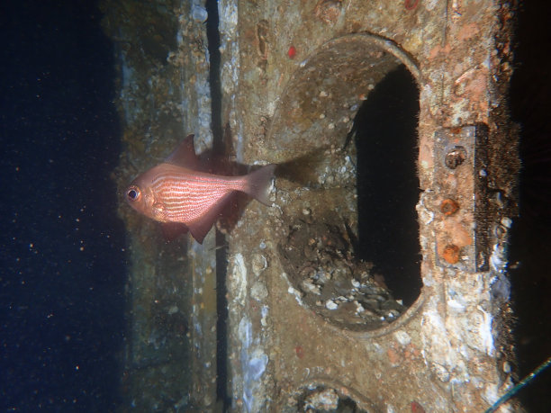 沉船中常见的牛眼鱼图片下载