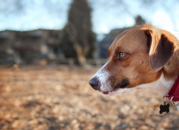 在一个阳光明媚的早晨，狗在公园的侧面特写。图片下载