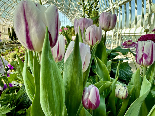 温室里的郁金香图片下载
