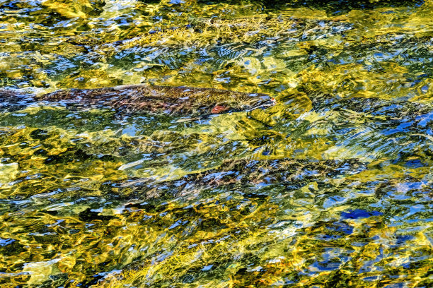 奇努克鲑鱼伊萨夸溪孵化场华盛顿州图片下载