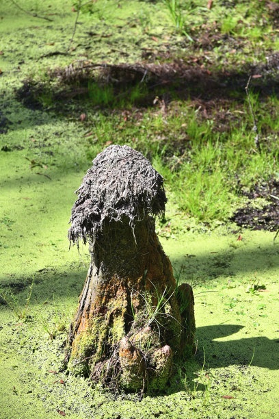 沼泽里的树桩图片下载