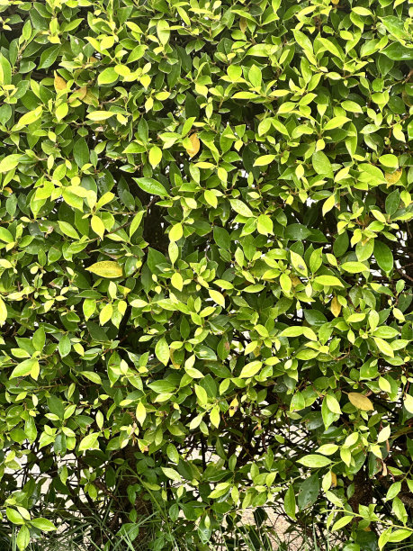 小清新的绿叶背景。图片下载