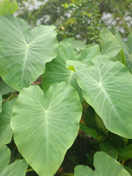 芋头叶，叶面宽阔，色泽鲜绿，生长在亚洲季风性的种植土壤中图片下载