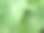 芋头叶，叶面宽阔，色泽鲜绿，生长在亚洲季风性的种植土壤中图片下载