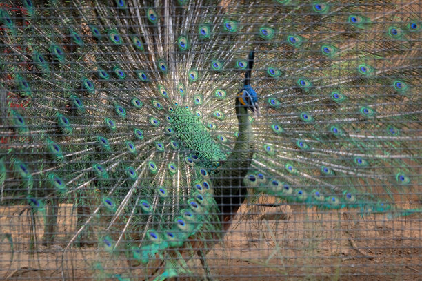 土耳其穆蒂库斯。图片下载