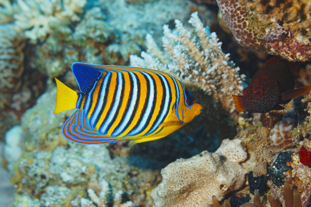 皇家神仙鱼海底生物，具有珊瑚和鱼类的水下场景，水肺潜水员的视角图片下载
