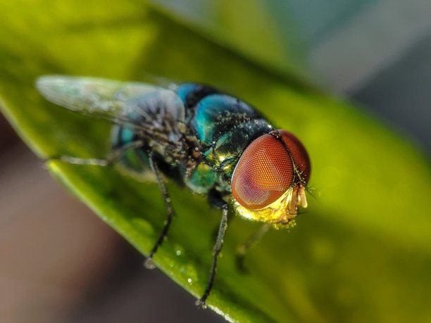 常见的绿瓶蝇(丝光露蝇)图片下载