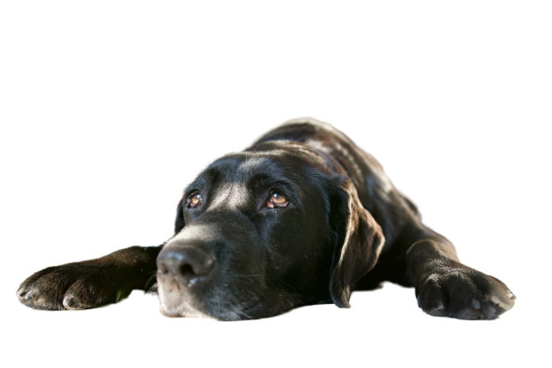 又伤心又疲倦的老黑狗图片下载