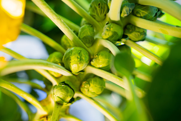 在温暖晴朗的天气里，成熟的球芽甘蓝在茎上。绿色多汁的蔬菜水果在花园里图片下载
