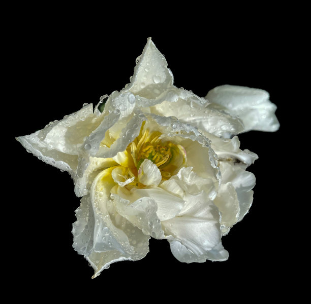 雨中的郁金香花图片下载