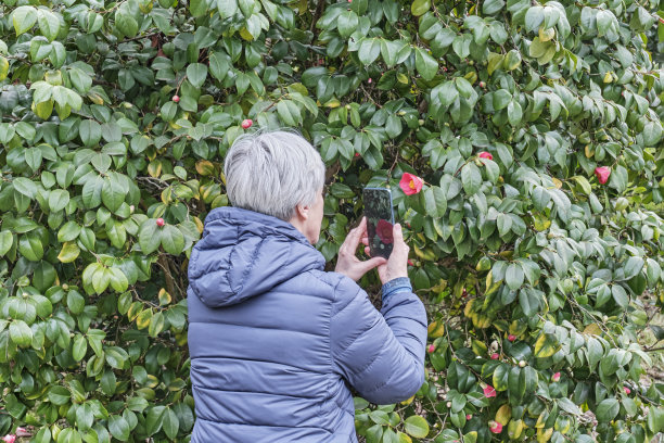 资深女士正在用手机给山茶花拍照。图片下载