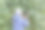 资深女士正在用手机给山茶花拍照。图片下载