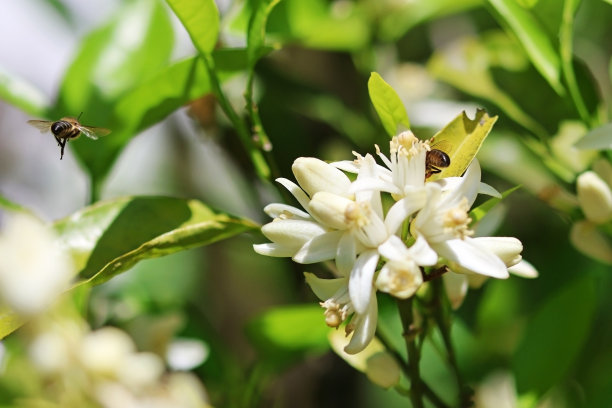 一只蜜蜂飞过一棵橘子树的花朵。有选择性的重点图片下载