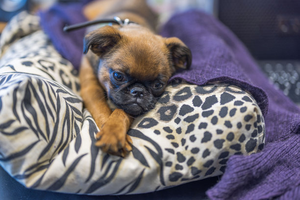 布鲁塞尔狮鹫小狗可爱的嘴部特写。瑞典。图片下载