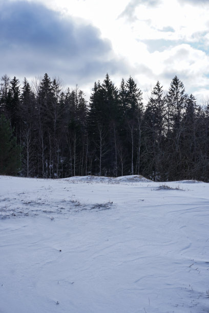 白雪覆盖的田野上的树木映衬着天空图片下载