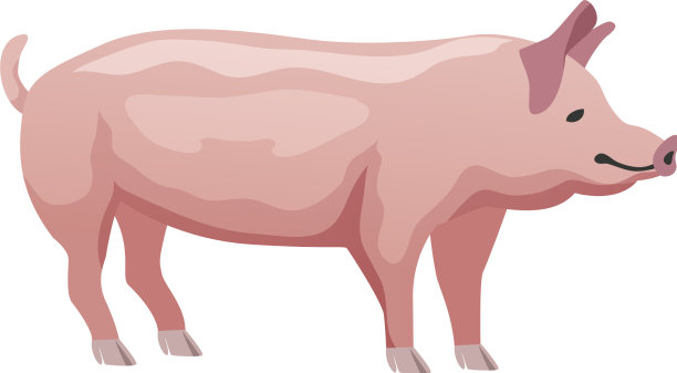 平的猪图片下载