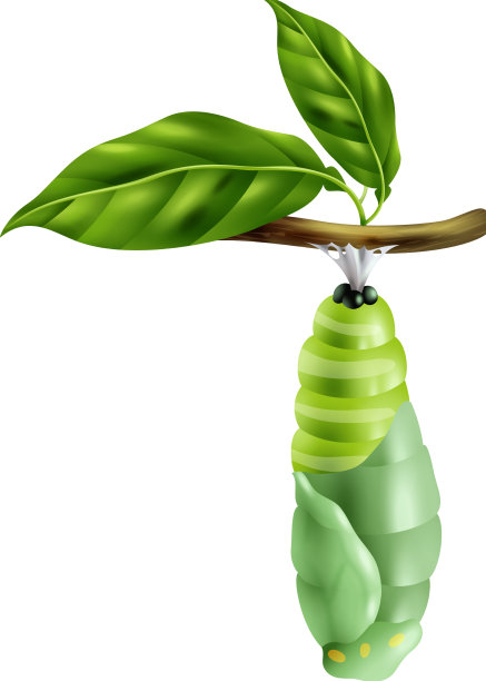 蝴蝶生命周期阶段图片下载