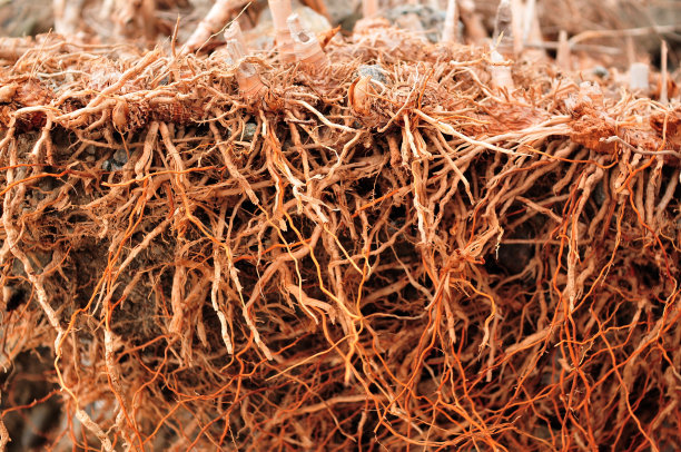 没有土地的根图片下载