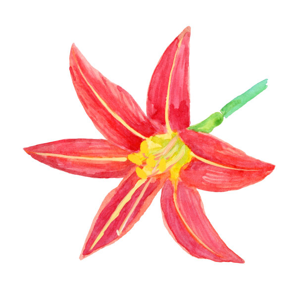 水彩花萱草富尔瓦特写图片下载