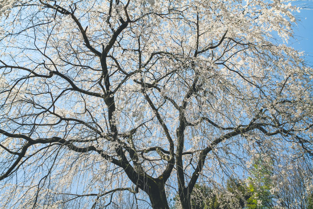 天龙寺，樱花蓝天京都，图片下载