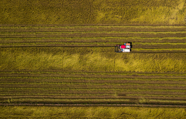 在天江省的湄公河三角洲收割水稻图片下载