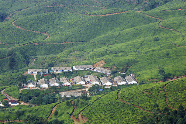 宽踝茶园农场与山在喀拉拉邦图片下载