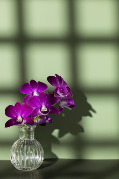 紫色兰花的小枝在透明的花瓶上橄榄色的背景，自由复制空间。花的轮廓和清晰可见的阴影网格在墙上。兰科，极简美学，美丽绽放图片下载