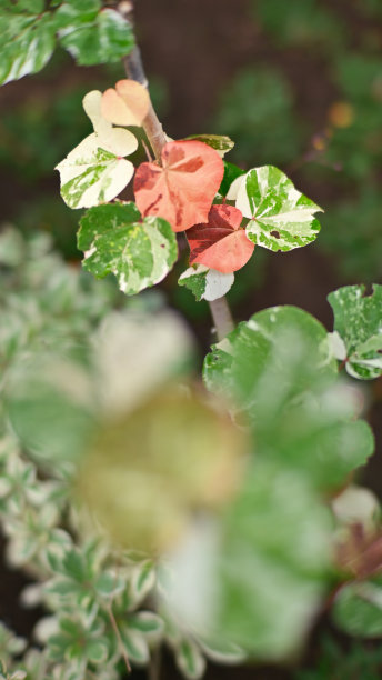 芙蓉植物月季图片下载