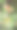 芙蓉植物月季图片下载