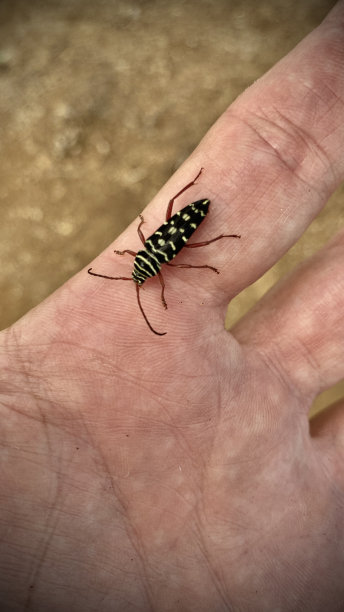 一只成虫长角甲虫(困难斑蝽)在食指上，作为刻度。图片下载