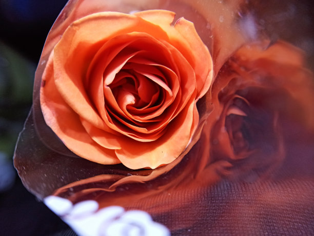 美丽的橙色玫瑰花束的图片图片下载