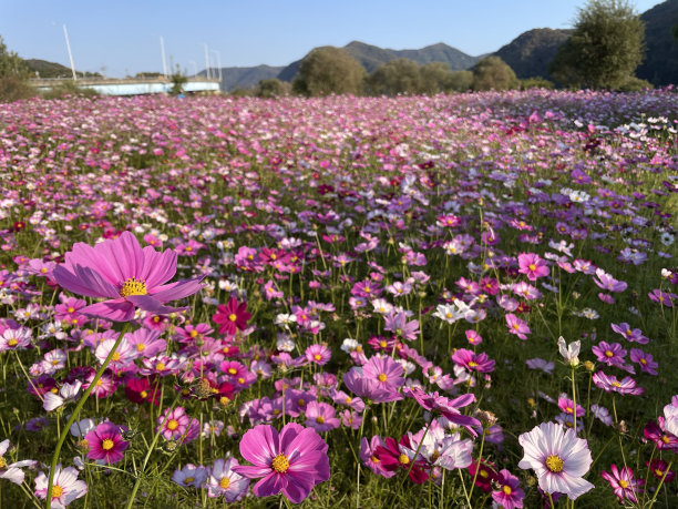 无边无际的宇宙里，鲜花盛开。图片下载