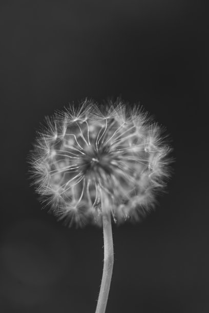一张蒲公英花的黑白照片图片下载