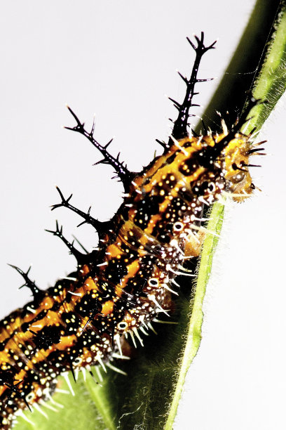 帕特诺斯西尔维娅利拉西努斯(快船)毛虫的头部动物行为。图片下载