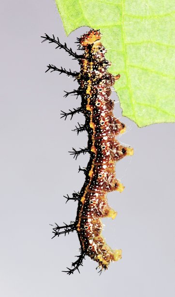 毛毛虫和被咬的叶子-动物行为。图片下载