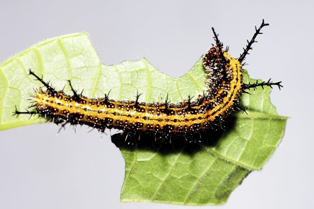 毛毛虫和被咬的叶子-动物行为。图片下载