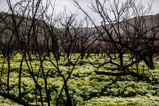 山火烧毁了树木，花坛开花后的春天图片下载