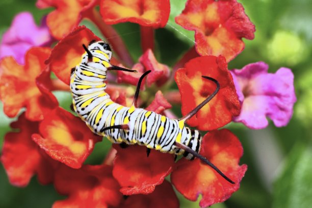 毛毛虫爬花-动物行为。图片下载