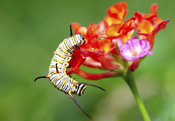 毛毛虫从花上爬下来——动物行为。图片下载