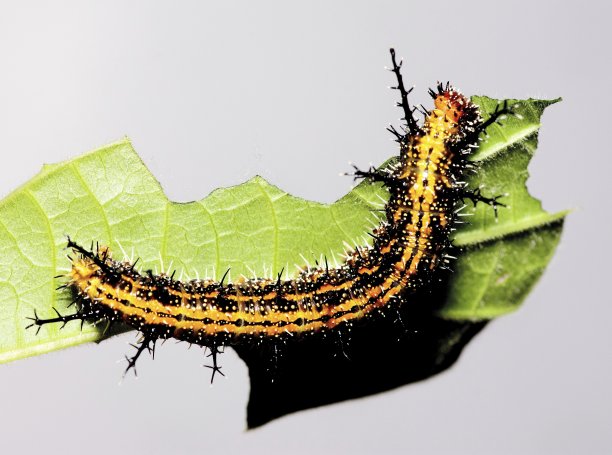 毛毛虫和被咬的叶子-动物行为。图片下载