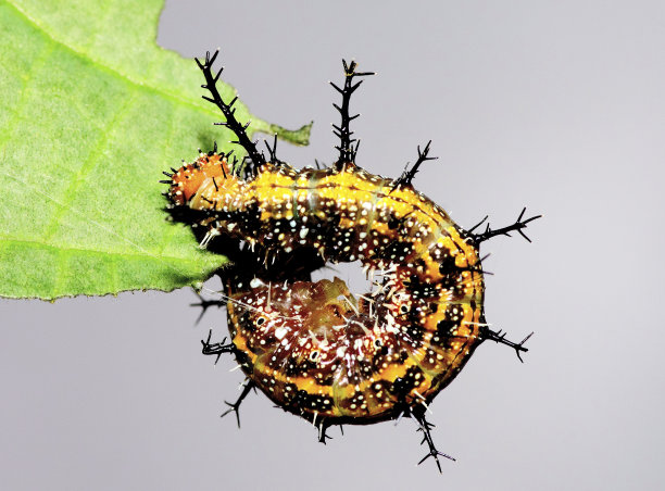 毛毛虫和被咬的叶子-动物行为。图片下载