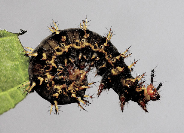 毛虫和咬叶动物行为。图片下载