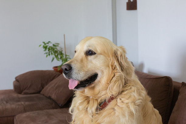 金毛猎犬在家里图片下载
