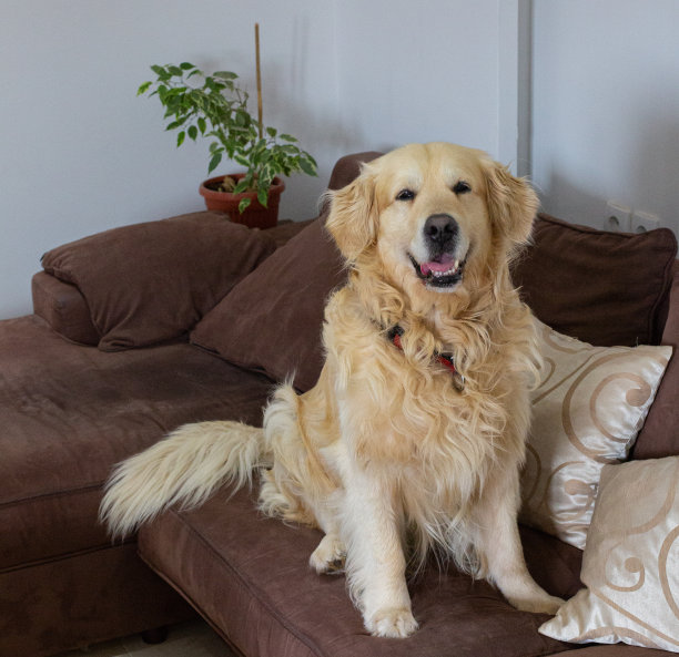 金毛猎犬在家里图片下载