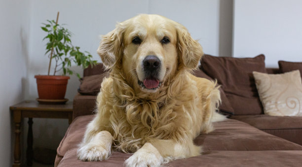 金毛猎犬在家里图片下载