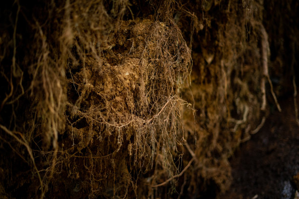 老森林下的树根图片下载