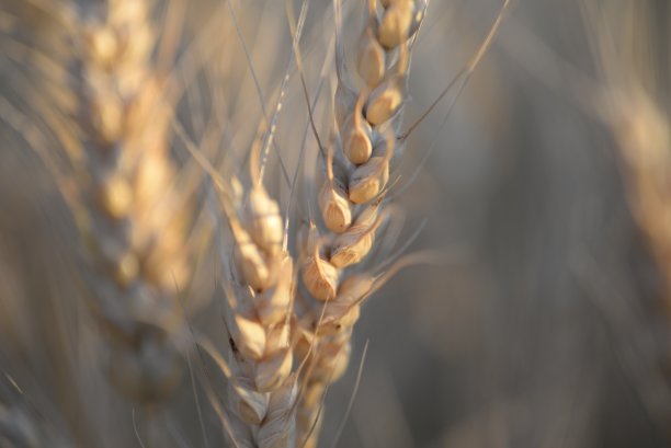 背景田中成熟的金黄色小麦小穗带着小胡子，小穗梯度纹理，农业田中的乌克兰，金色，特写对称照片，面粉图片下载