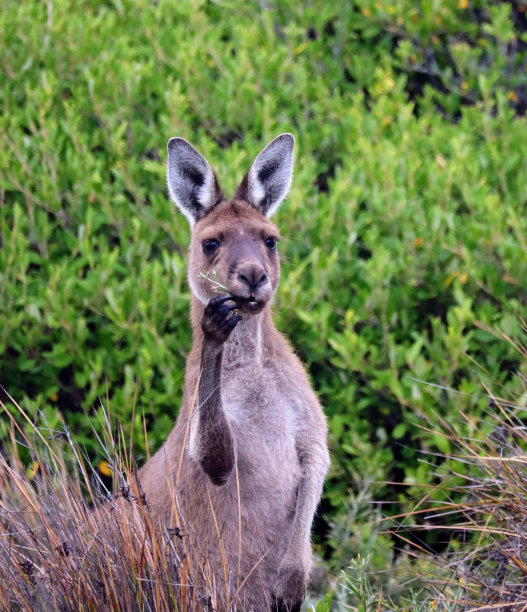 袋鼠吃图片下载