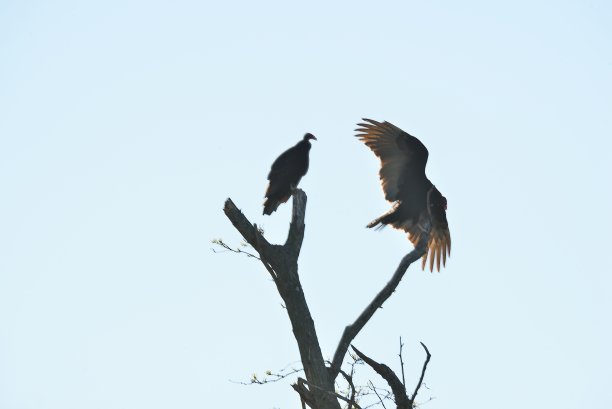 两只背光土耳其秃鹫图片下载
