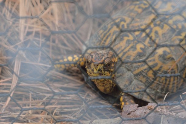 笼中受伤的东方箱龟图片下载